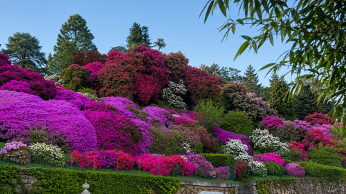 giardino botanico villa Carlotta / Essenza Lago di Como